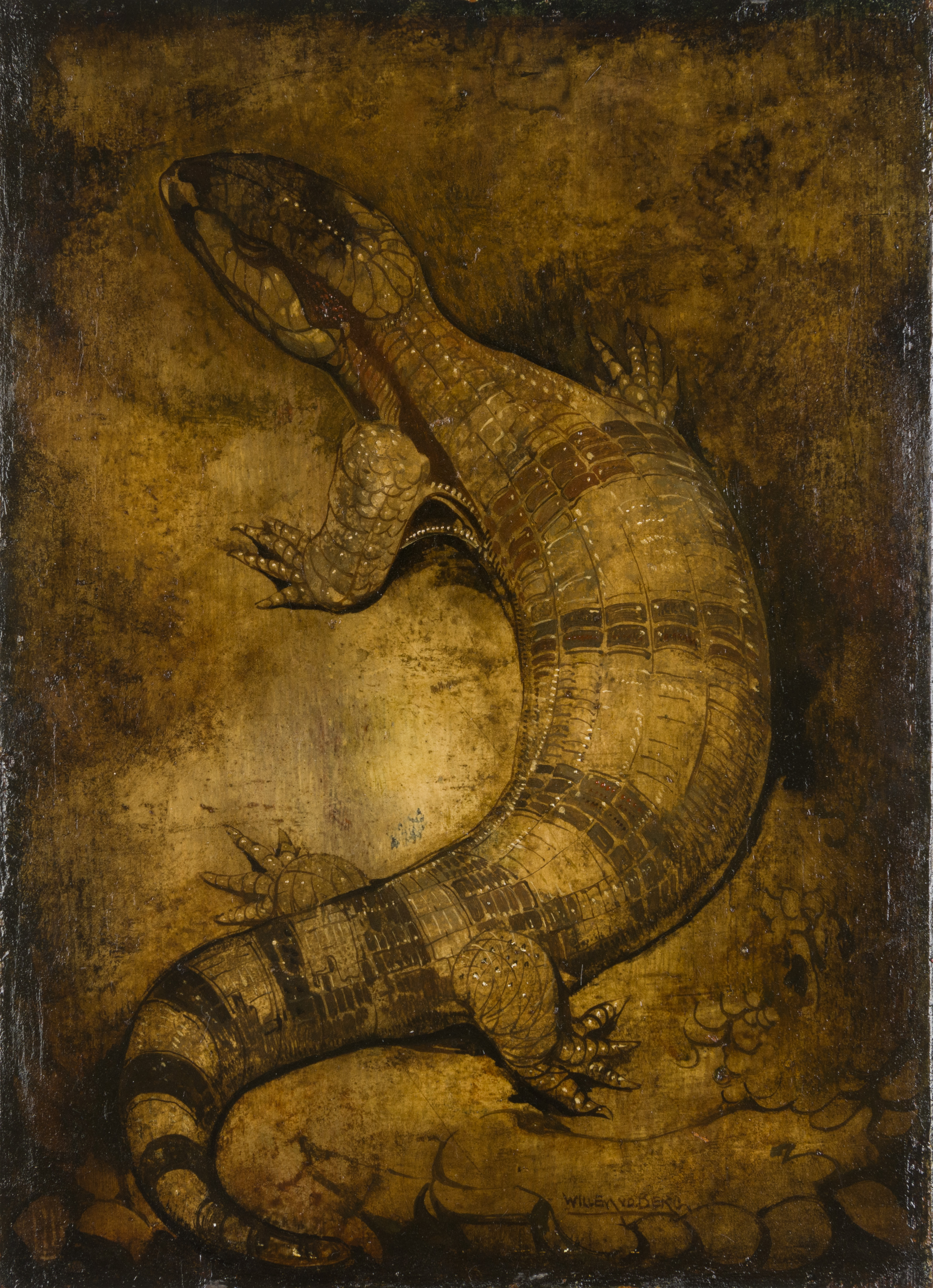 A Blue-Tongued Skink (Tiliqua scincoides)